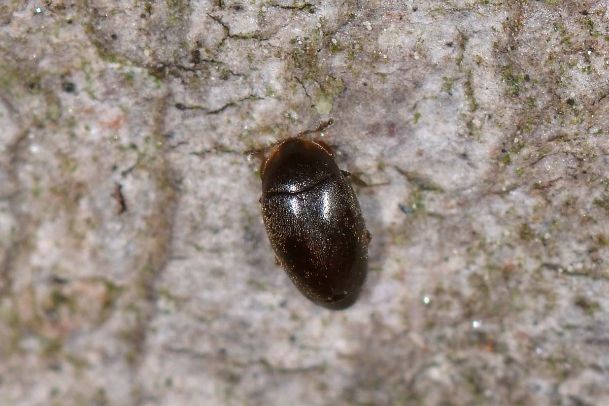 Corylophidae, in accoppiamento:  Clypastraea sp. (?)